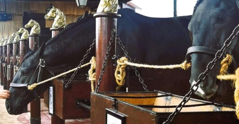 Half-day Lusitanian Horses & Photography Museum private tour - Why This Tour Works Well