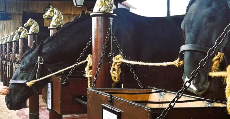 Half-day Lusitanian Horses & Photography Museum private tour - Why This Tour Works Well
