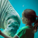 Harderwijk: Dolfinarium Entry Ticket - Analyzing the Value for Money