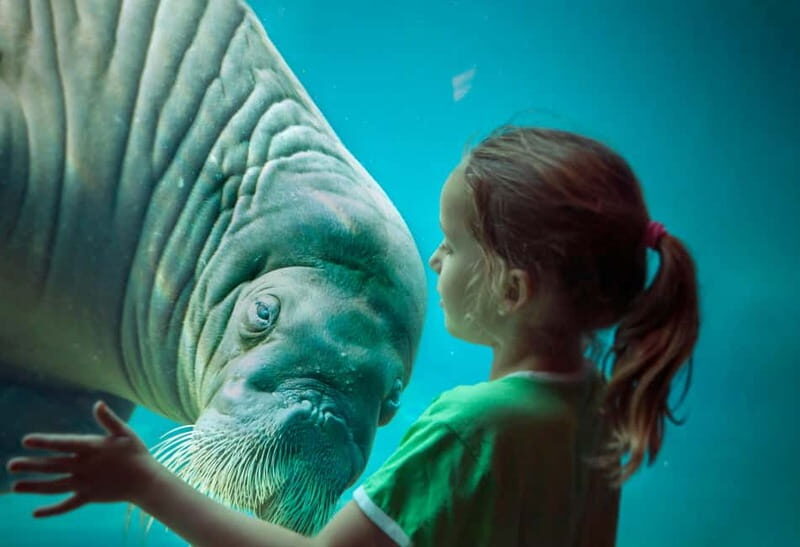 Harderwijk: Dolfinarium Entry Ticket - Analyzing the Value for Money