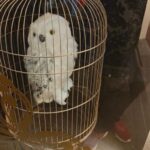 Harry Potter in London - Private Walking Tour - Who Will Love This Tour?