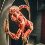 Heidelberg: BODY WORLDS Museum Entry Ticket - The Itinerary and Highlights