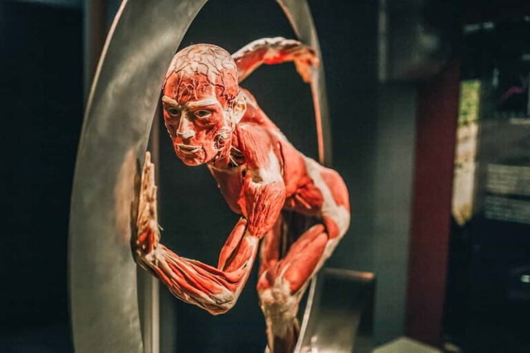 Heidelberg: BODY WORLDS Museum Entry Ticket - The Itinerary and Highlights