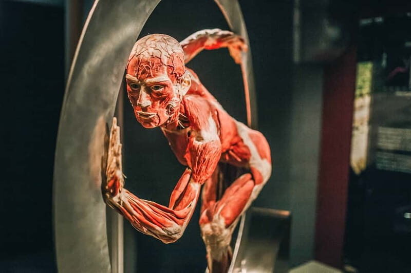 Heidelberg: BODY WORLDS Museum Entry Ticket - The Itinerary and Highlights