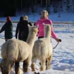 Helsinki: Alpaca Farm Tour with Guided Walk (private) - Authentic Insights from Reviewers
