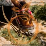 Heraklion areas :Half-Day Lasithi Plateau-Mythology Park - The Monastery of Panagia Kera Kardiotissa