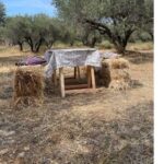 Heraklion :Olive & Dragon Farm Tour & Cretan Farmers Brunch - The Sum Up