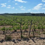 Herdade Canal Caveira - Visit Winery & Picnic - Who Will Love This Tour?