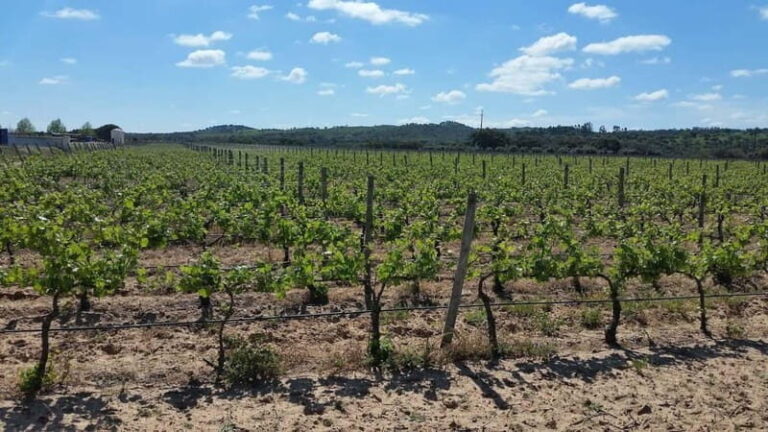 Herdade Canal Caveira - Visit Winery & Picnic - Who Will Love This Tour?