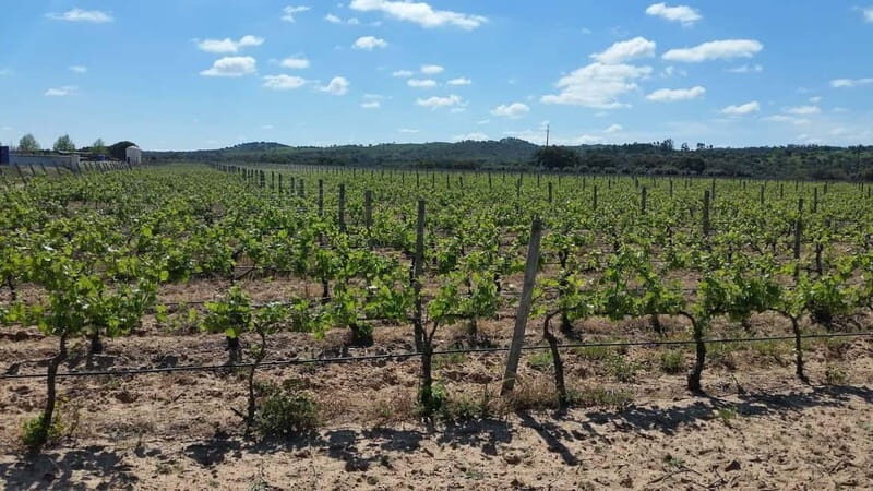 Herdade Canal Caveira - Visit Winery & Picnic - Who Will Love This Tour?