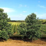 Herdade Canal Caveira - Winery Visit 4 Red's Wines & Tapas - What the Tour Includes