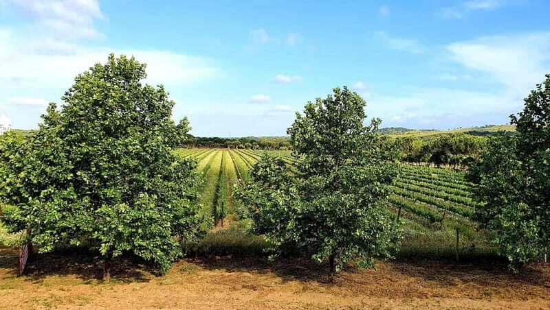 Herdade Canal Caveira - Winery Visit 4 Red's Wines & Tapas - What the Tour Includes