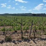 Herdade Canal Caveira Winery Visit with TOP5 Wines & Tapas - The Location and Setting