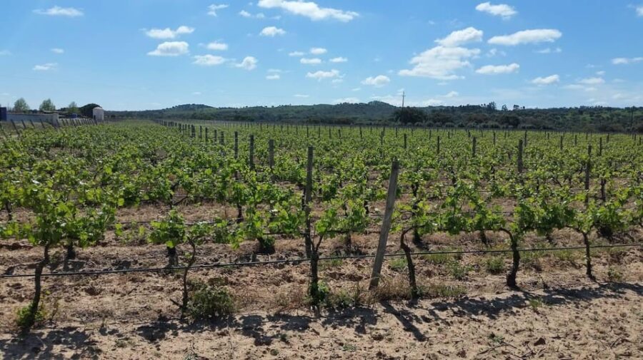 Herdade Canal Caveira Winery Visit with TOP5 Wines & Tapas - The Location and Setting