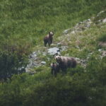 High Tatras: Bearwatching Hiking Tour in Slovakia - The Practical Details: What You Need to Know