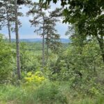 Hike, nature & picturesque view over Budapest - Why This Tour Is Worth Considering