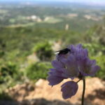 Hiking Tour to Top of Arrabida Mountain - An In-Depth Look at the Arrabida Mountain Hiking Tour