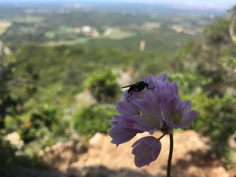 Hiking Tour to Top of Arrabida Mountain - An In-Depth Look at the Arrabida Mountain Hiking Tour