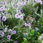 Historic Orkney Private Odyssey Tour By a Native Islander - Why This Tour Offers Great Value