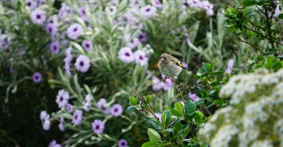 Historic Orkney Private Odyssey Tour By a Native Islander - Why This Tour Offers Great Value