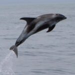 Hólmavík: Whale Watching Tour - Who Will Love This Tour?