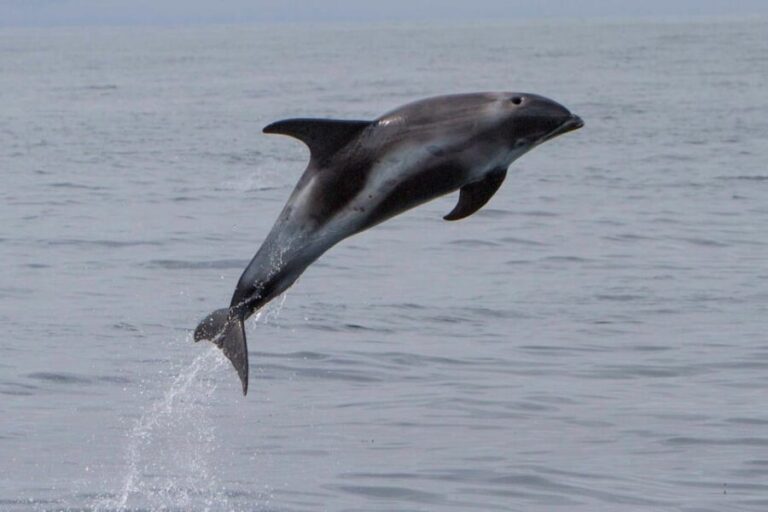 Hólmavík: Whale Watching Tour - Who Will Love This Tour?