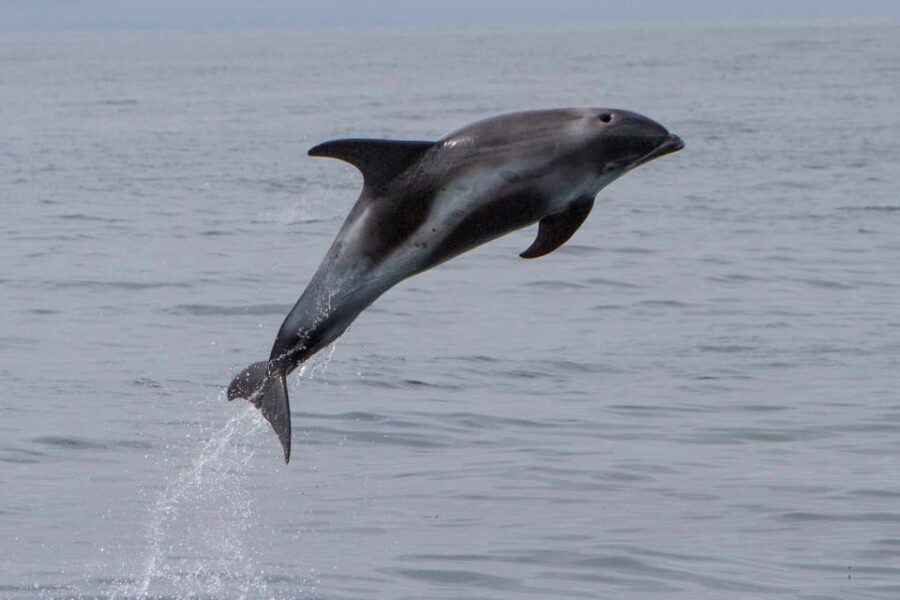 Hólmavík: Whale Watching Tour - Who Will Love This Tour?