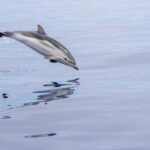 Horizon Large: whale watching off the coast of Saint-Cyr - Who Would Love This Tour?