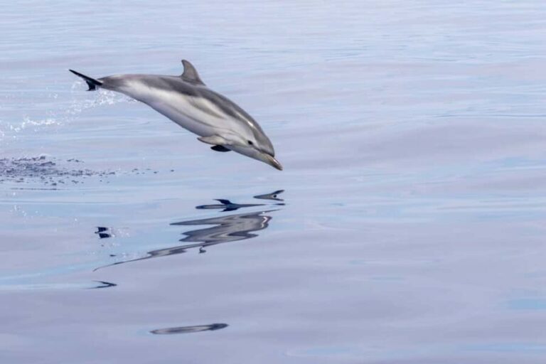 Horizon Large: whale watching off the coast of Saint-Cyr - Who Would Love This Tour?