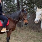 Horseback riding tour near Prague - What Makes This Tour Stand Out