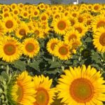 Hot Air Balloon Ride Seville to Huelva (1PAX) - The Flight: Soaring Over Andalusia’s Green Corridor