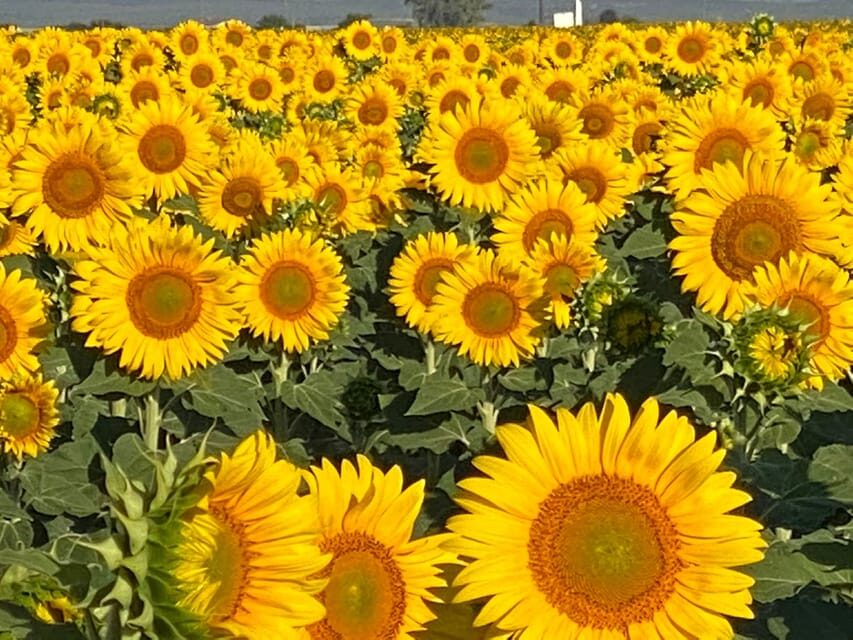 Hot Air Balloon Ride Seville to Huelva (1PAX) - The Flight: Soaring Over Andalusia’s Green Corridor