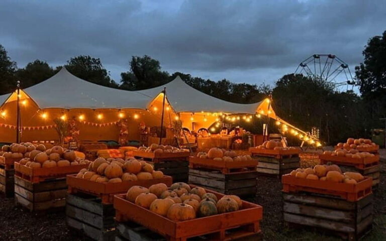 Hounslow: Pumpkin Patch Plus Entry to Hobbledown Heath - A Deep Dive into the Experience