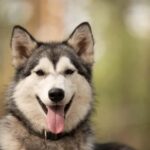 Husky hike followed by a campfire near Skellefteå - The Campfire and Cuddle Time