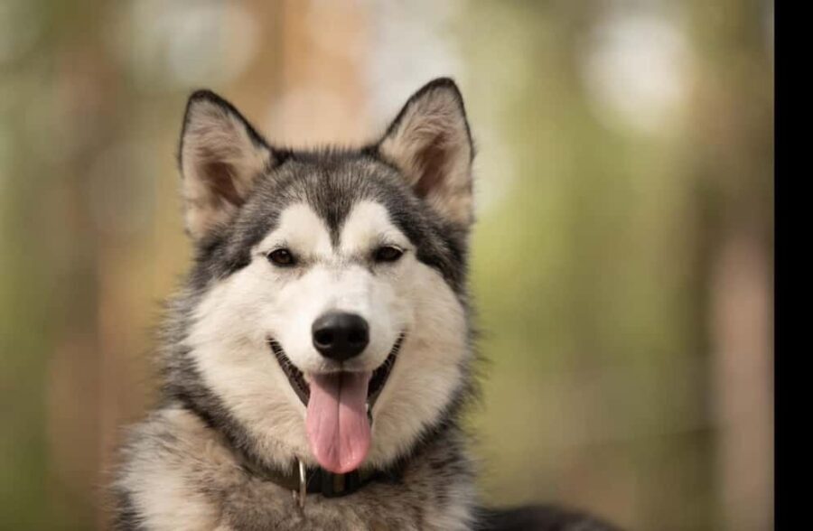 Husky hike followed by a campfire near Skellefteå - The Campfire and Cuddle Time