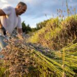 Hvar: Lavender Fields, Honey, and Local Product Tasting - Why This Tour Is Worth It