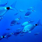 Ibiza: Beach and Cave Snorkeling Tour by Boat - Analyzing the Value