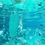 Ibiza: Snorkeling and SUP Paddle, Beach and Cave Tour - First Stop: Cala Bassa