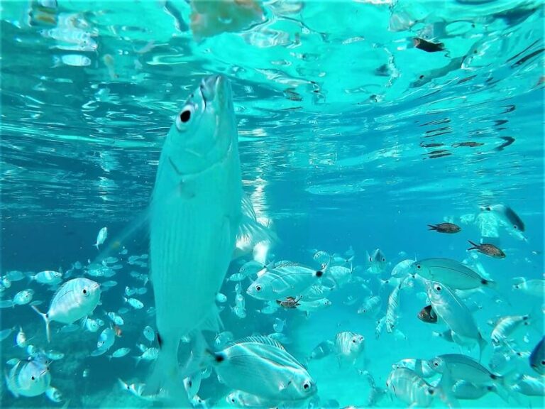 Ibiza: Snorkeling and SUP Paddle, Beach and Cave Tour - First Stop: Cala Bassa