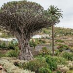 Icod de los Vinos: Dragon Tree & Botanical Garden Ticket - What Our Reviewers Say