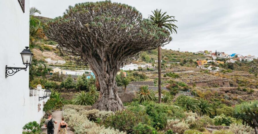Icod de los Vinos: Dragon Tree & Botanical Garden Ticket - What Our Reviewers Say