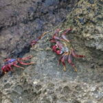 Ilhéu de Vila Franca: Inside Guided Natural Reserve Geo Tour - Experience Highlights & What You’ll Love