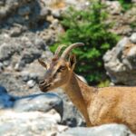 IMBROS GORGE hiking trip from CHANIA - Who Should Consider This Tour?