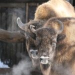 Innsbruck: Alpenzoo Entrance Ticket - Wildlife Encounters & Notable Residents