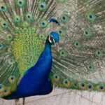 Innsbruck: Tickets for Schloss Ambras - The Chamber of Art and Wonders (Kunst- und Wunderkammer)