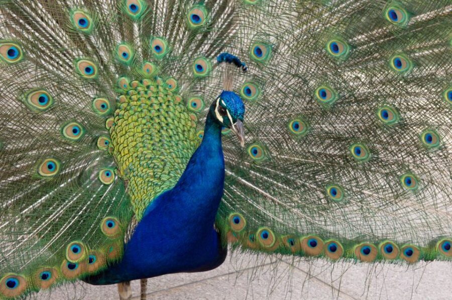 Innsbruck: Tickets for Schloss Ambras - The Chamber of Art and Wonders (Kunst- und Wunderkammer)