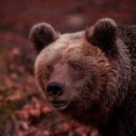 International Environmental Centre of ARCTUROS Tour - Who Will Love This Tour?