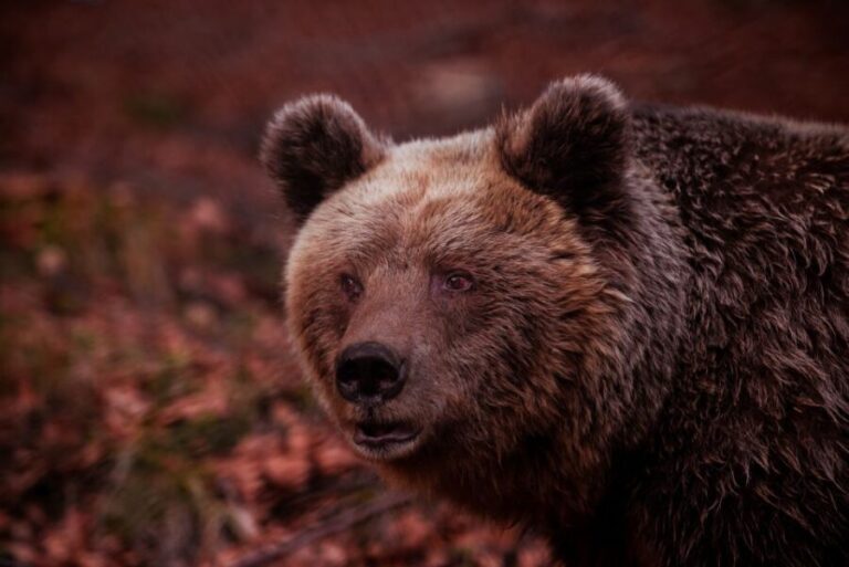 International Environmental Centre of ARCTUROS Tour - Who Will Love This Tour?