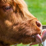 Isle of Arran: Exclusive Private Farm Tour with the Farmer - Analyzing the Value: Is It Worth the Price?