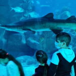 Istanbul: Aquarium Ticket and Round Trip Shuttle from Taksim - The Sum Up